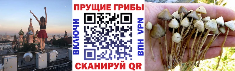 Галлюциногенные грибы GOLDEN TEACHER  Купить закладки  Богородицк 
